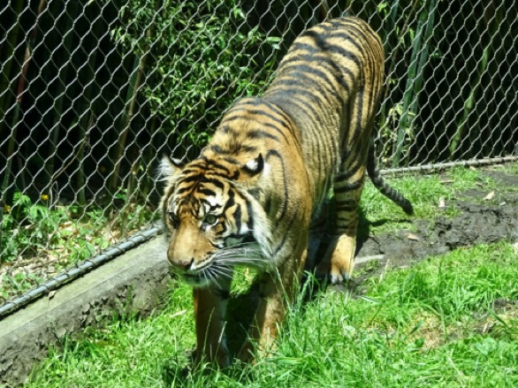 zoo tiger.jpg